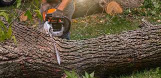 Professional Tree Removal Services in Morrisville, PA