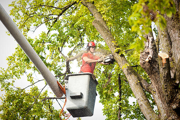 Best Emergency Tree Removal  in Morrisville, PA