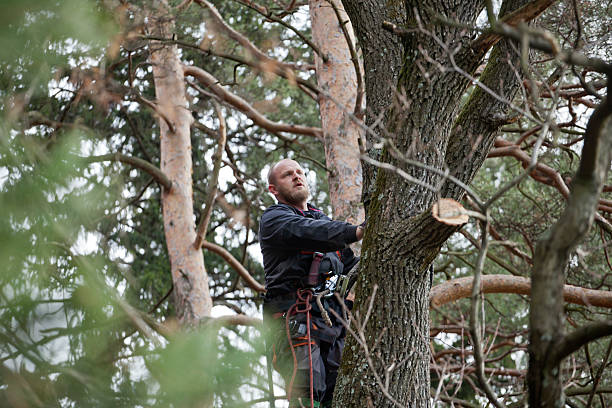 How Our Tree Care Process Works  in  Morrisville, PA